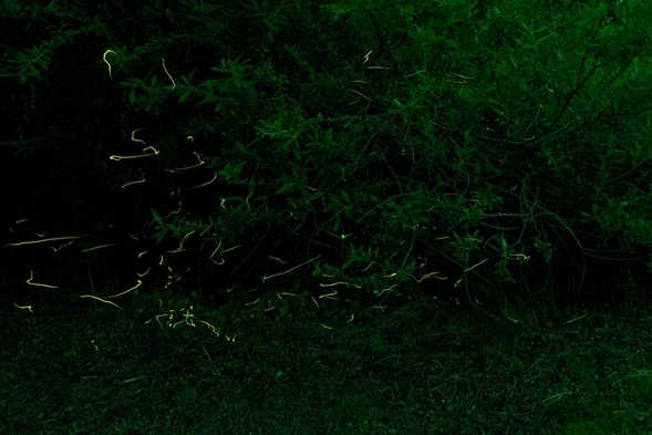 【初夏の風物詩を愛でる月夜野ホタルの里無料送迎付き】　猿ヶ京温泉「源泉湯の宿　千の谷」特別プラン